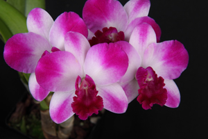 Otr. Excellent Flare Diamond Orchids HCC 78 pts.